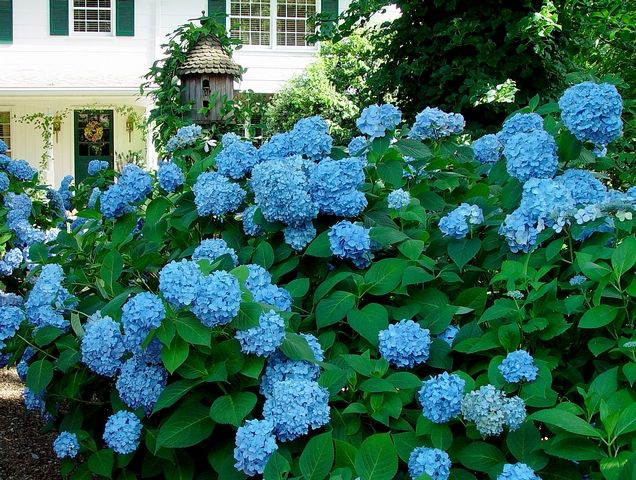 This site is all about the enjoyment and care of hydrangeas.