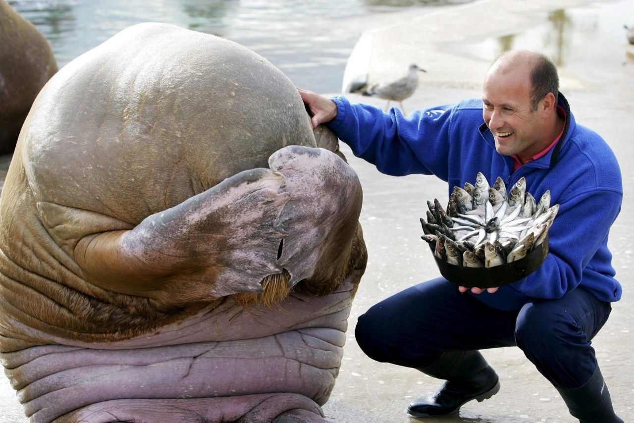 Walrus' reaction after getting a birthday cake made out of fish. So cute it