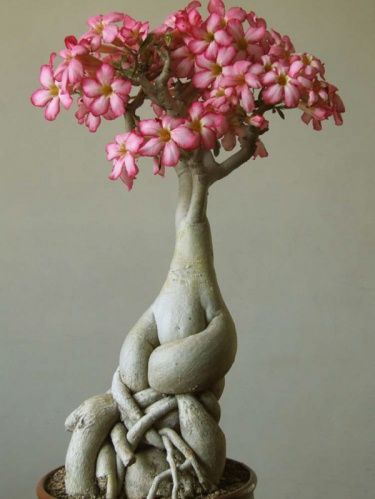 adenium obesum Talk about form and texture… the flowers are very cool, but the