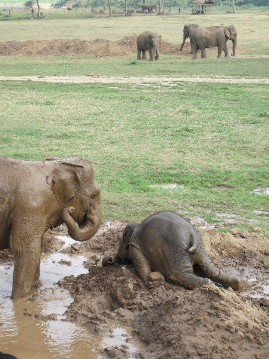 baby elephants throw tantrums too. haha @Jillian Greene