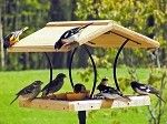 cute bird feeders!