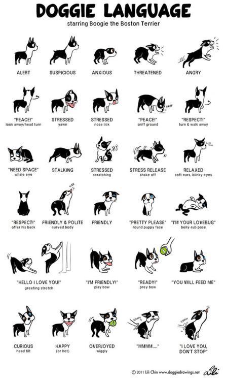 doggie language