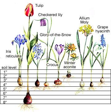 for fall bulb planting