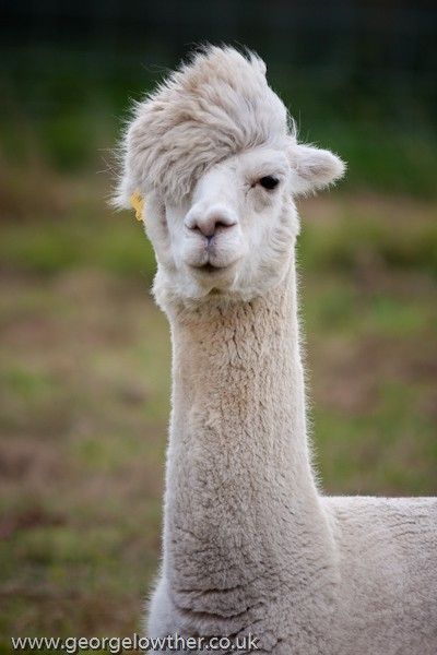 funny llama funny-animals