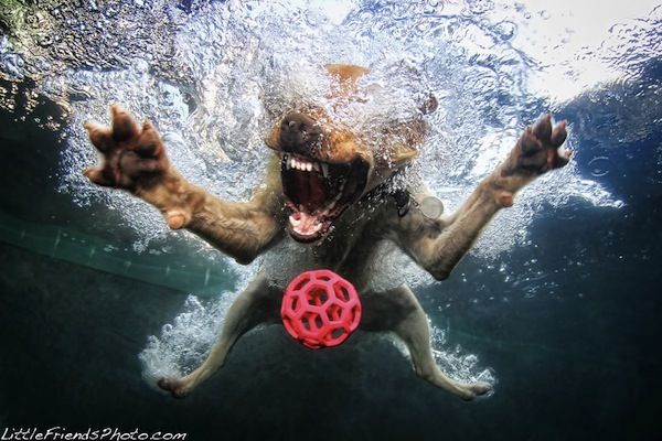 funny underwater dogs
