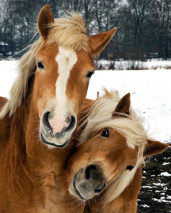 horse and horse