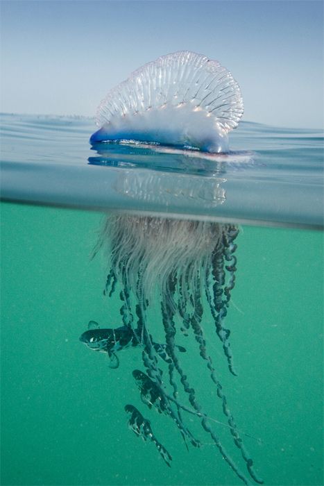 Jelly fish!