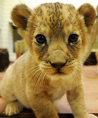 lion cub ♥