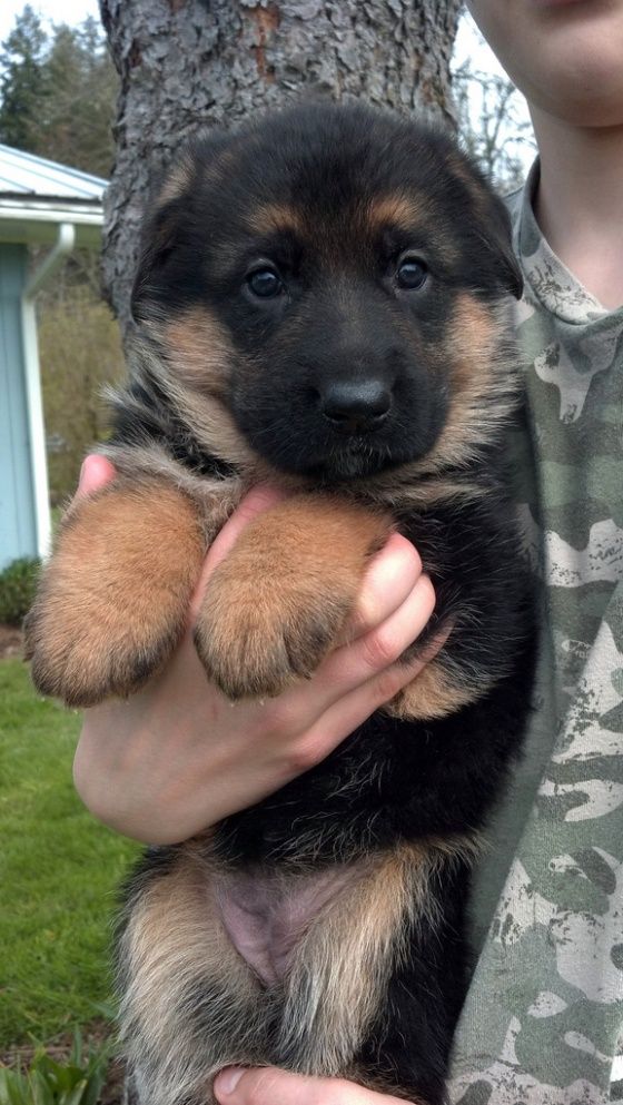 Look at that face! -   Cute Puppy Faces