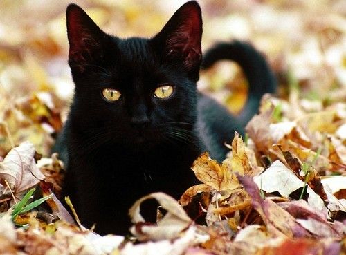 love black cats! cats
