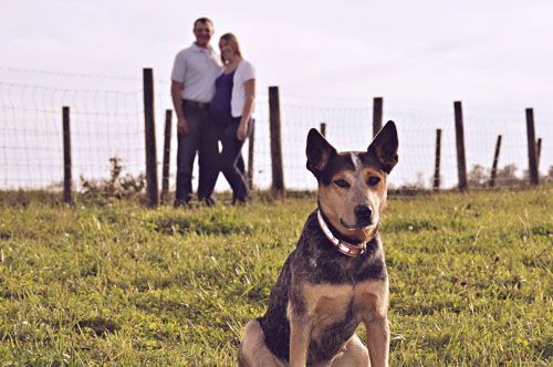 maternity photography of couple in virginia farm with their dog