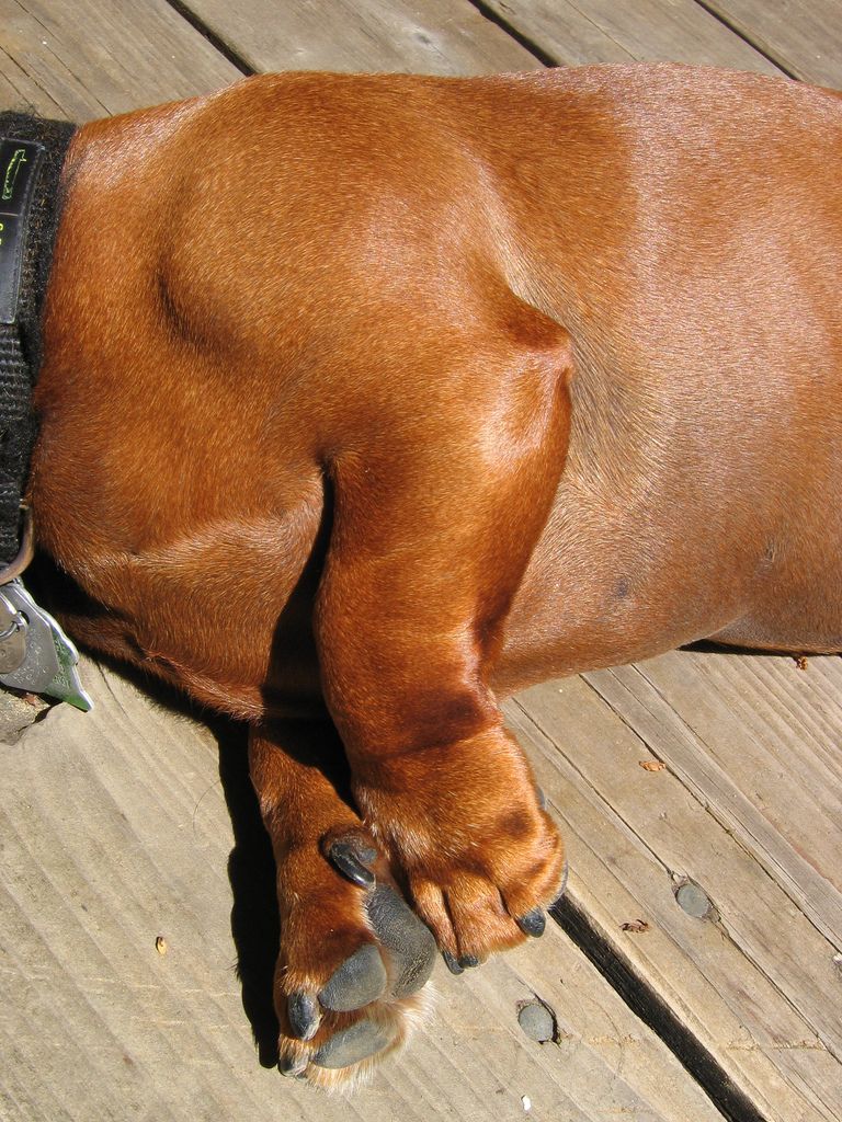 nothing cuter than stubby little dachshund legs.