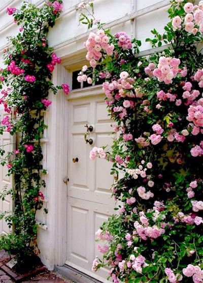 oh, how i love climbing pink roses!
