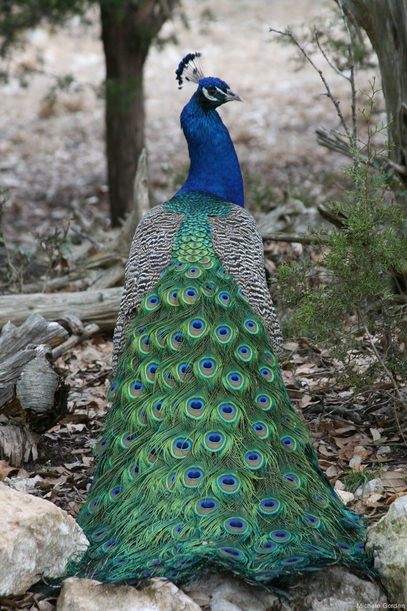 peacocks!