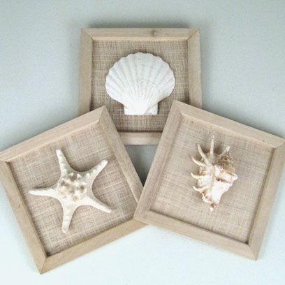 Seashell -   Seashell Gallery