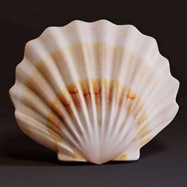 Seashell -   Seashell Gallery