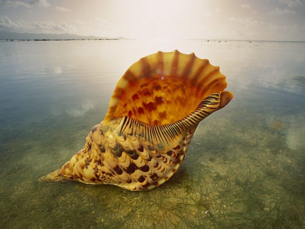 live chat by liveperson large seashell wallpaper more topsy.fr -   Seashell Gallery