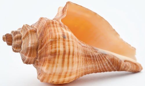 explore gt seashell seashell images and more seashells google google ... -   Seashell Gallery
