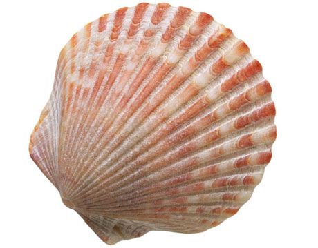 Scallop Seashell looks like this -   Seashell Gallery