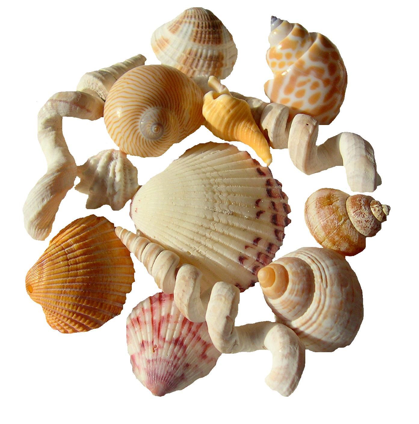 How to Clean Seashells Controversy | Seashells by Millhill -   Seashell Gallery
