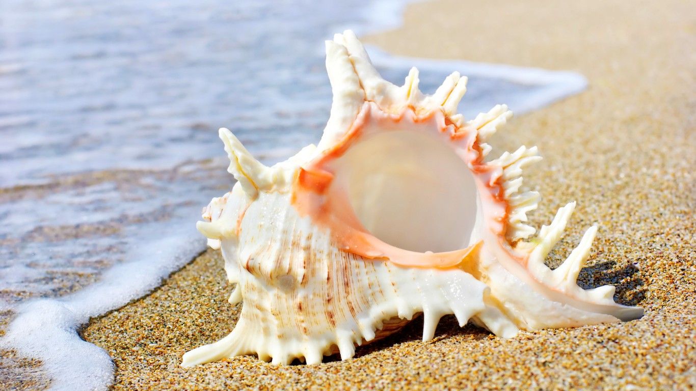 Seashell Pictures to pin on Pinterest -   Seashell Gallery
