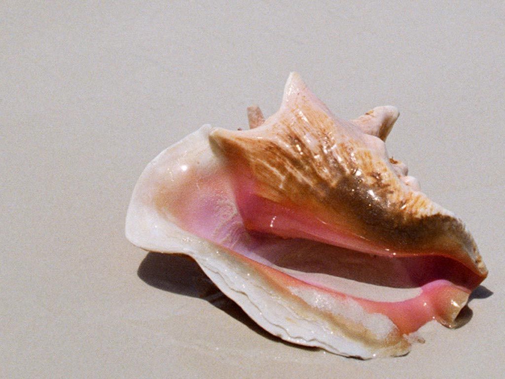 We hope you enjoy this free Sea Shell wallpaper download from our ... -   Seashell Gallery
