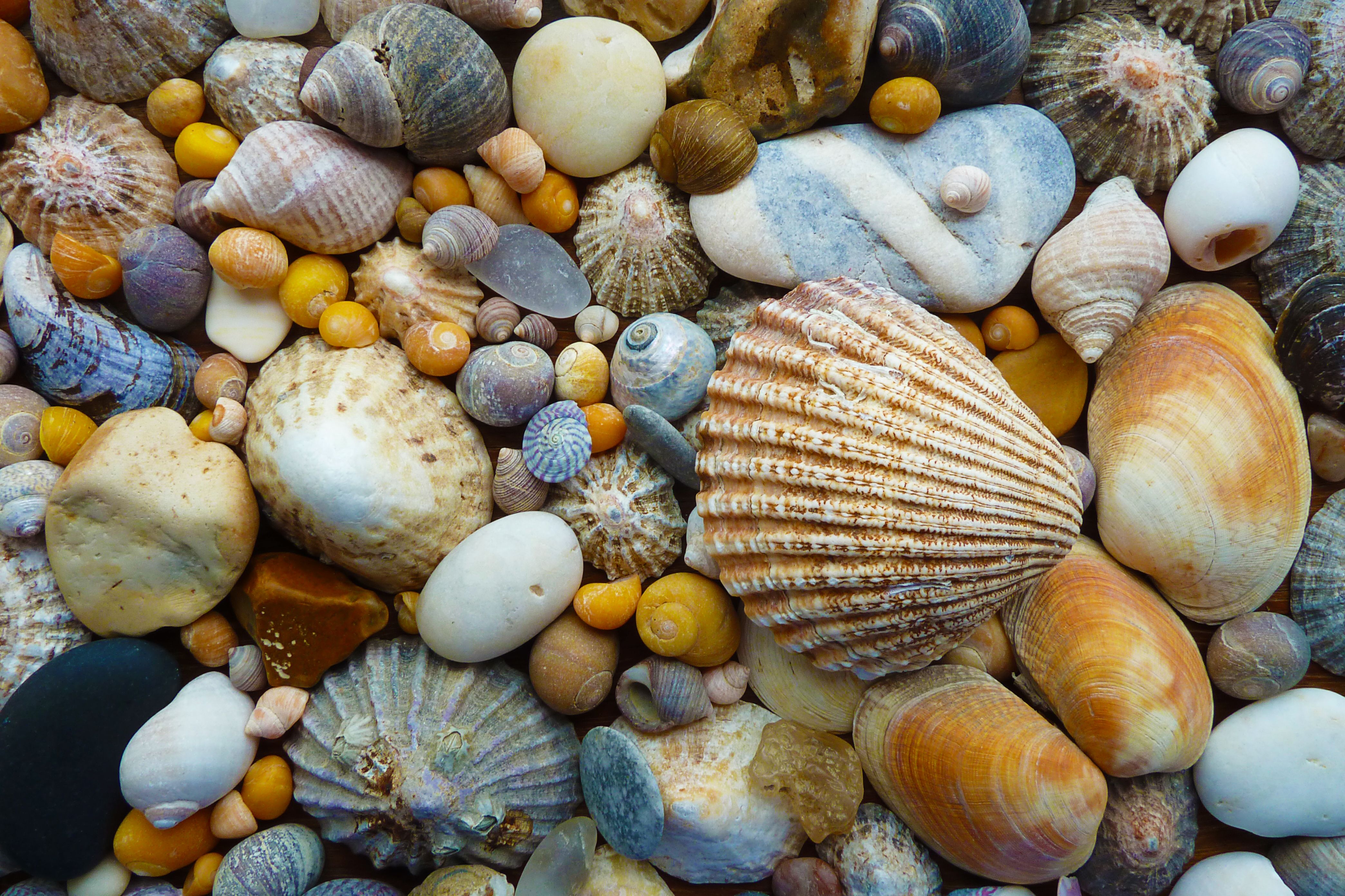Sea Shells Texture -   Seashell Gallery