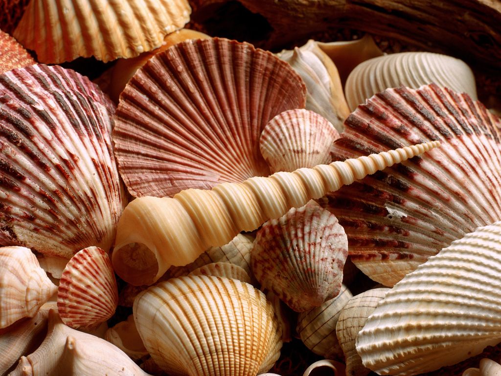 seashells -   Seashell Gallery