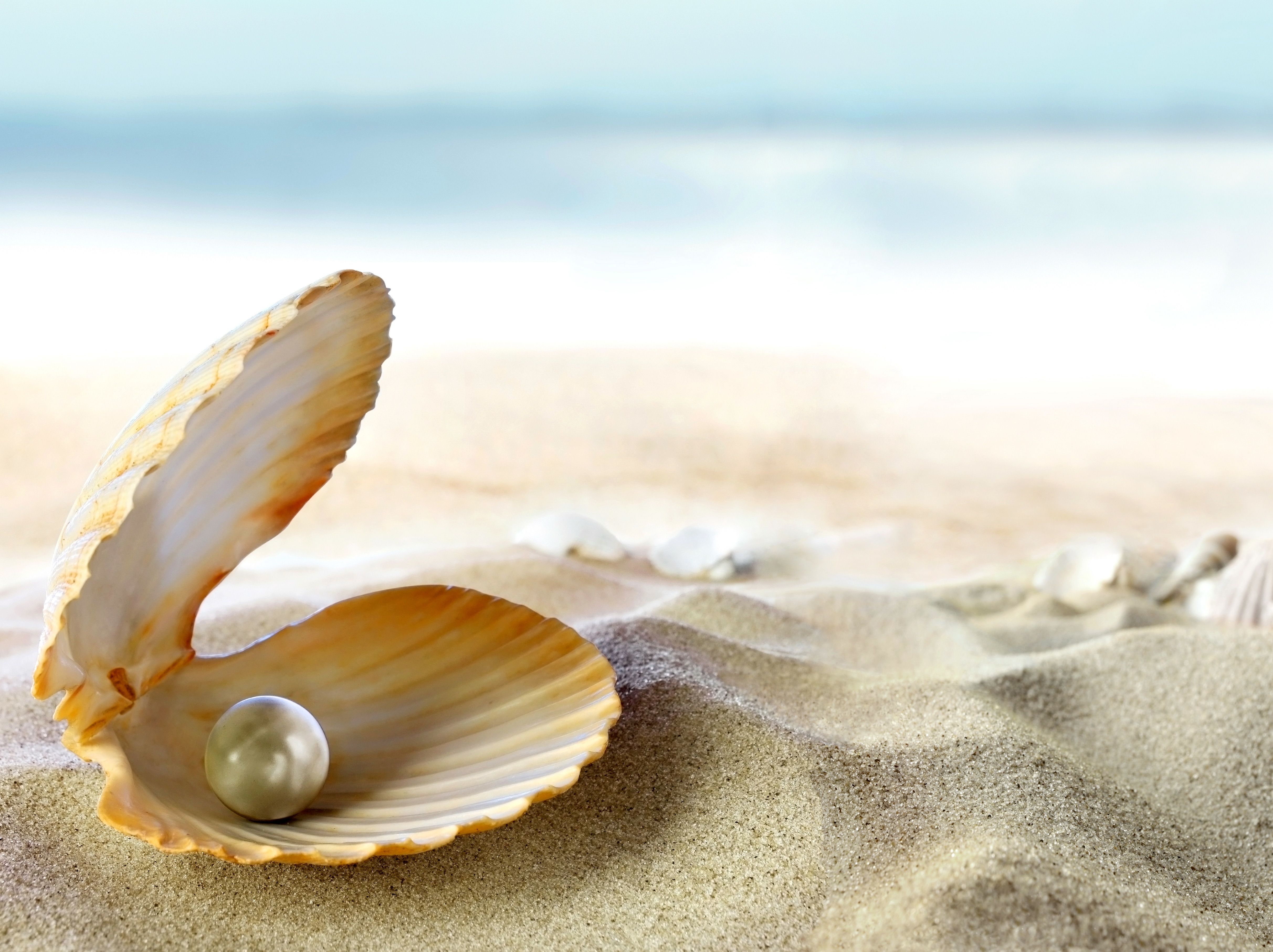 Wallpaper seashell, beach, sand, perl, tropical, beach, sand, sea, sun ... -   Seashell Gallery
