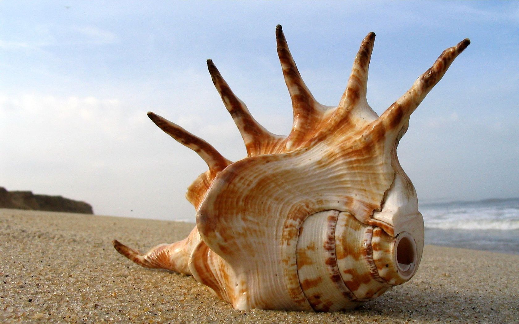 Seashell on the sand -   Seashell Gallery