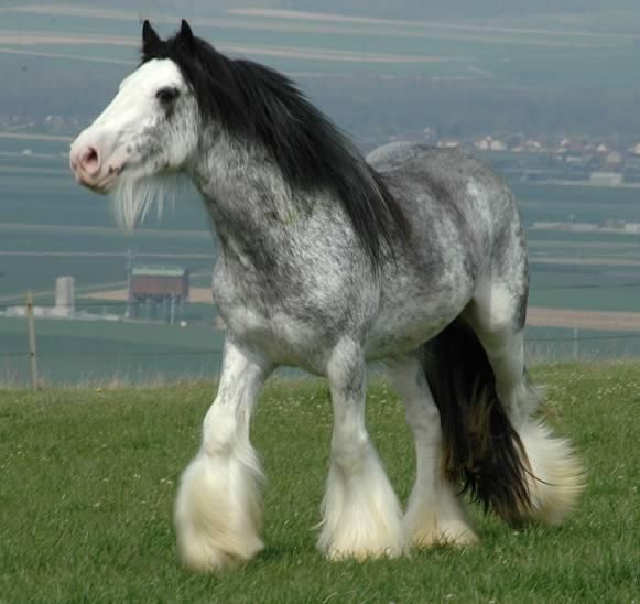 the breed is Irish Cob or Gypsy; the flowing manes and tails are gorgeous and th