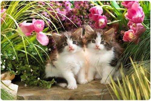 Cute Cats!