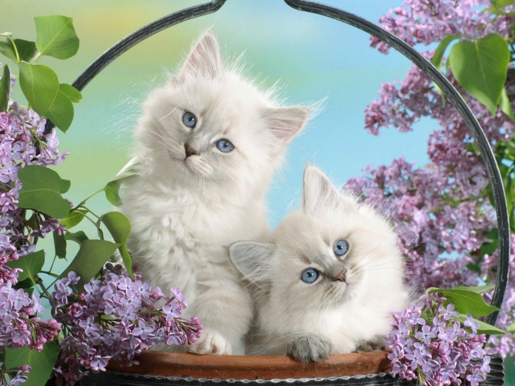 Cute Cats!