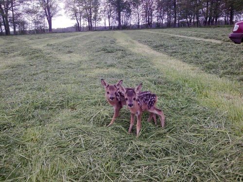 twin fawns :)