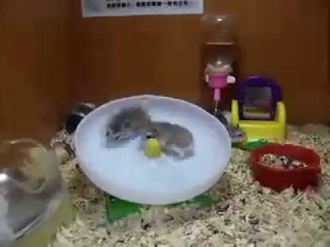 2 Hamsters 1 Wheel – this is freakin' funny!