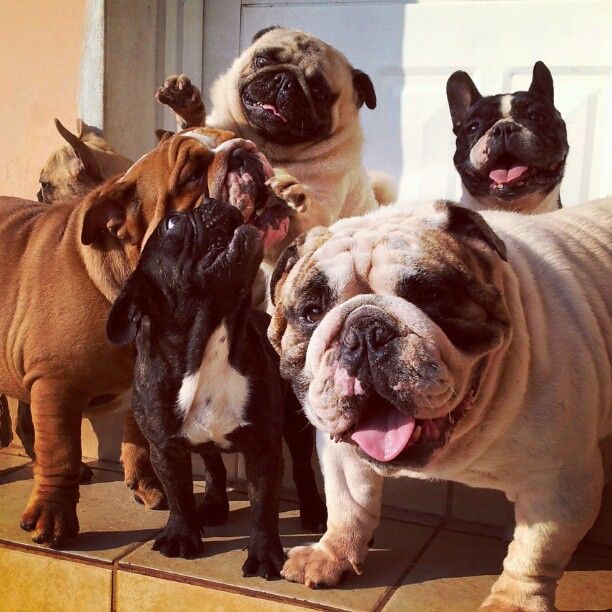 ♥ frenchies & friends!