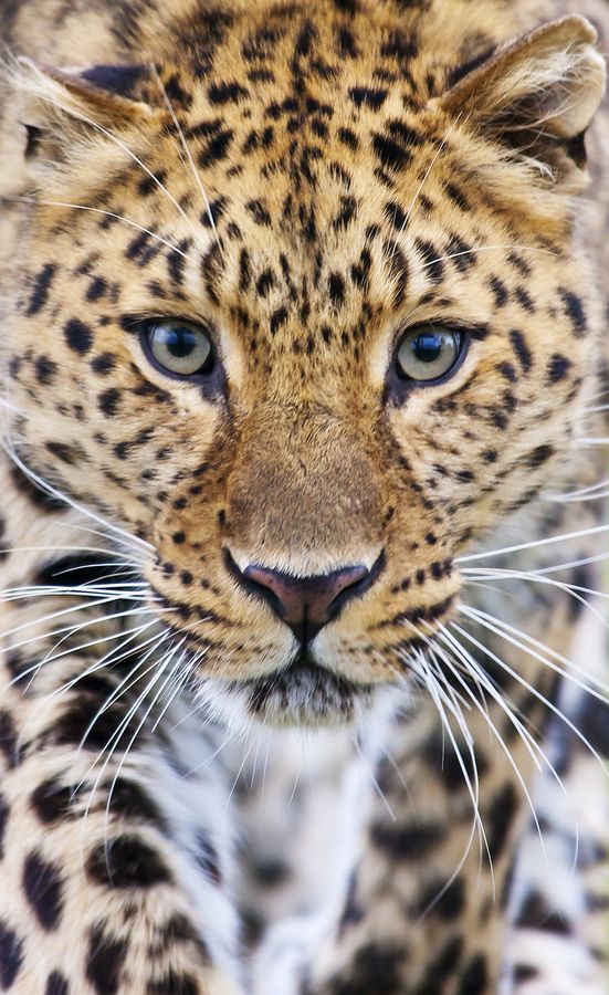 Amur Leopard – staring into extinction by bigcatphotos UK, via 500px
