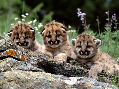 Baby Mountain lions