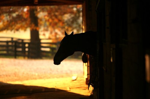 Backyard Horse barn