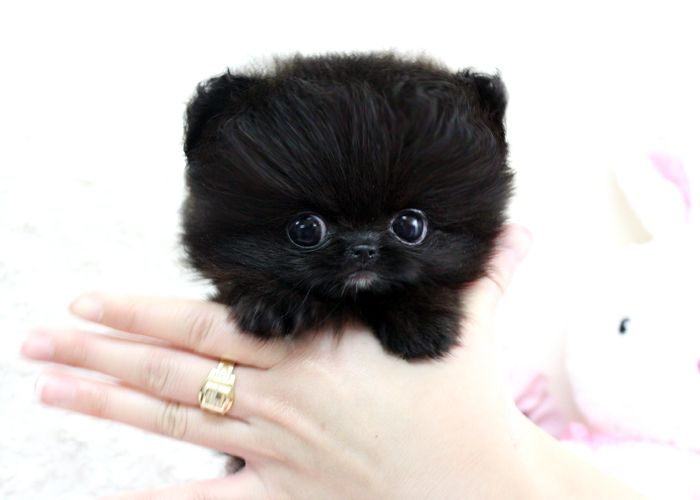 Black Pom Micro Teacup Betty Boop Boutique Teacup Puppies