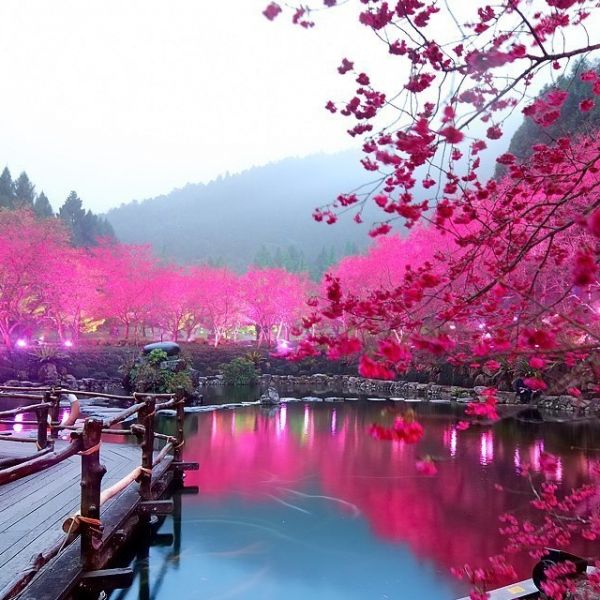 Cherry Blossom Lake Sakura Japan