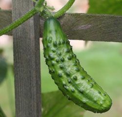 Cucumbers are sweeter when you plant them with sunflowers.  Don't plant them