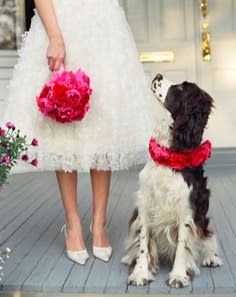Dogs in Weddings!