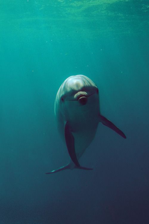 Dolphin