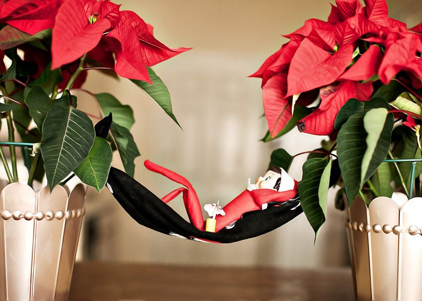 Elf on the shelf: kicking back on a hammock with a fruity drink