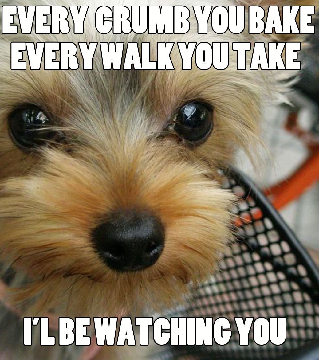 Every crumb you bake, every walk you take… I’ll be watching you!