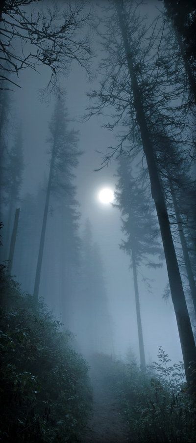 Foggy Moonlit Forest