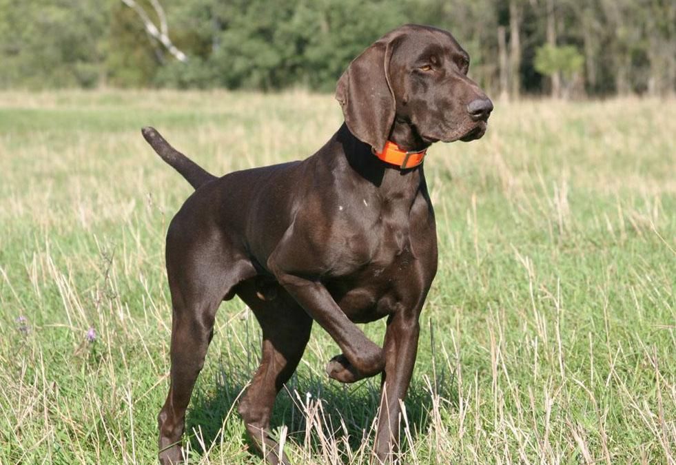 German Shorthair Pointer — Hunting Dog for Mark!