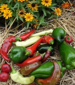 Growing Peppers…
