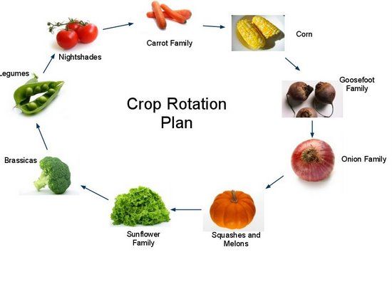 Home veggie garden crop rotation plan. Don’t deplete your soil!